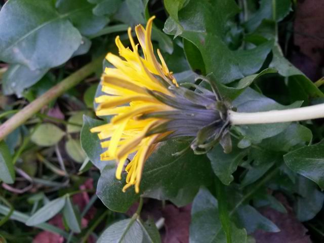 Taraxacum sp. (Asteraceae)